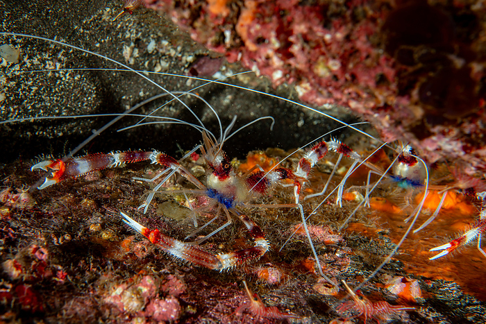 coral banded shrimp Hypodytes rubripinnis  species of shrimp  in the water