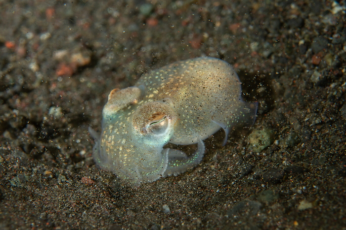 Carassius auratus grandoculis  subspecies of goldfish  Chlamydoselachus anguineus  species of squid 