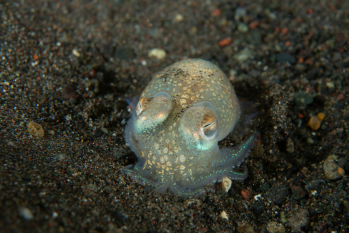 Carassius auratus grandoculis  subspecies of goldfish  Chlamydoselachus anguineus  species of squid 
