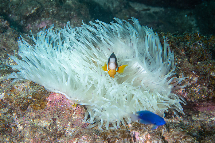 Clown anemonefish  Anemone coracana  Clownfish and bleached anemone fish