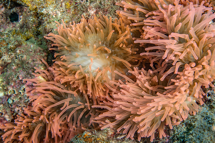 Clown anemonefish  Anemone coracana  Clownfish and bleached anemone fish