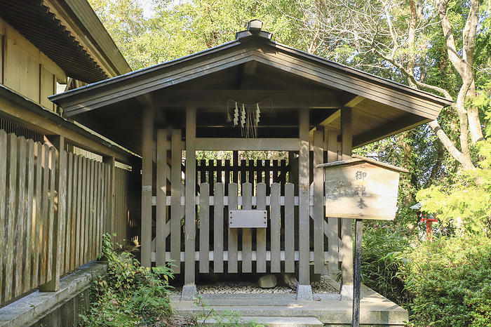 Onokoroshima Shrine The sacred tree of Onokorojima Shrine