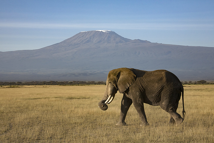 African elephant and Mt. Kilimanjaro