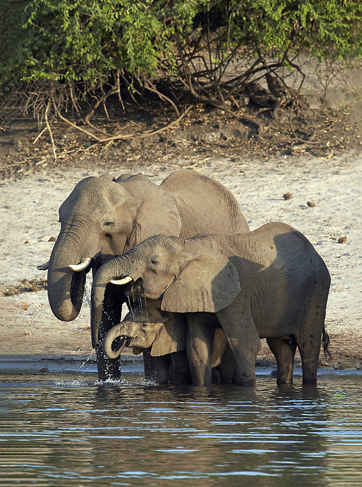 African elephant drinking water