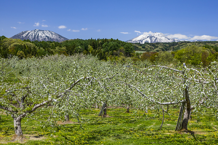 Apple fields in Iizuna Town and Mt. Myoko Nagano Pref.