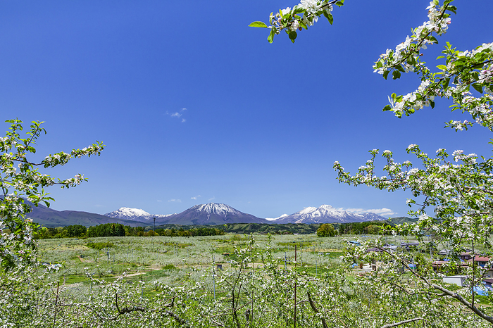 Apple fields in Iizuna Town, Mt. Kurohime and Mt. Myoko Nagano Pref.