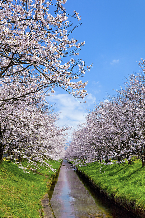 Row of cherry trees along a waterway Toyama Pref.