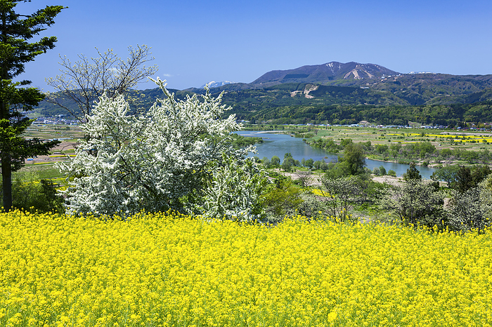 Rape Blossom Park, Chikuma River and Mt.