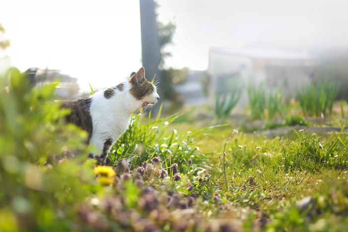 Cat in a spring field
