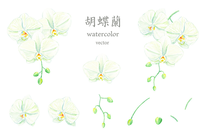 Vector illustration set of Phalaenopsis orchid in watercolor