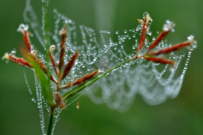 Spider web entangled with plants and shaped like a cat's crayon