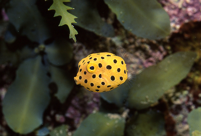 Southern spotted boxfish  Ostracion meleagris  Only as a juvenile does it have a black polka dot pattern. Popular with divers. Has become a mascot for many.