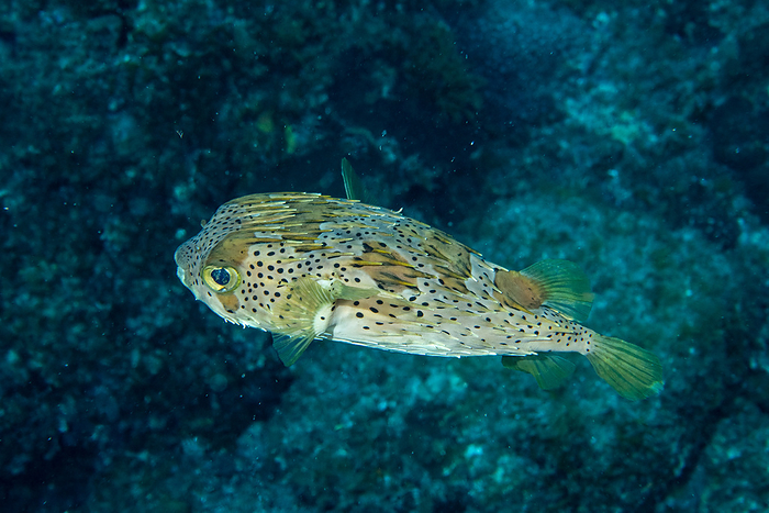 porcupinefish  Diodon holacanthus  Halypnospora japonica  species of pufferfish in the water 