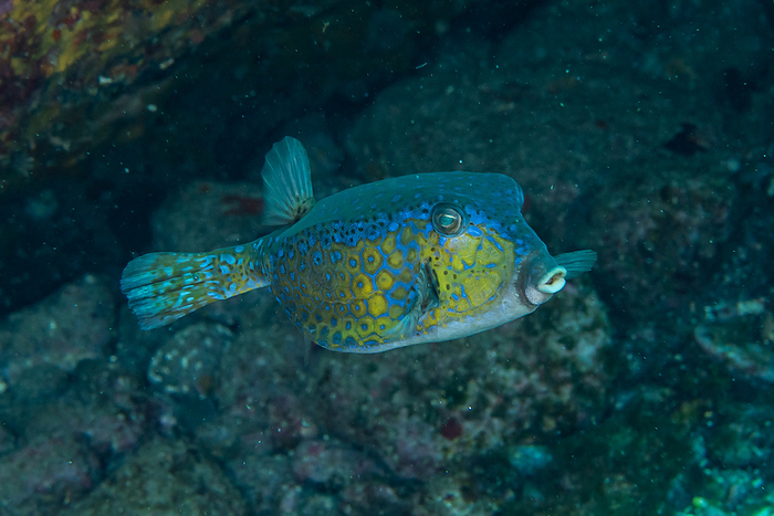 trunkfish underwater boxfish  Ostracion immaculatus 