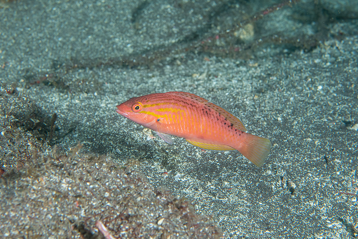 Red Thorax  Thalassoma rueppellii, female  red spotted wrasse