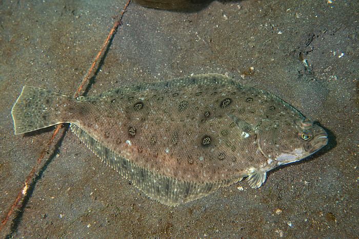 brown sole  Pleuronectes herzensteini  underwater flounder  esp. the large tooth flounder, Paralichthys olivaceus 