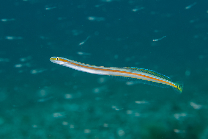 spotstripe jackdaw  species of fish, Corvus macrorhynchos  Underwater daiodai moray eel goby  Gymnogobius pomacanthus 