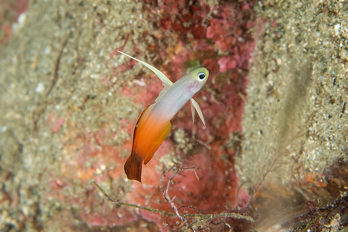 reef bannerfish Heniochus singularius in the water
