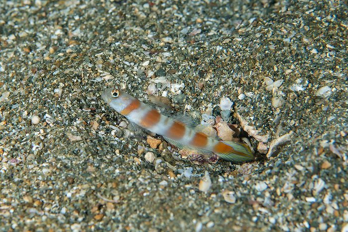 Yanodate s goby  Eviota yanodatei  underwater Yanodate goby  Trimma yanodatei, species found in Japan 