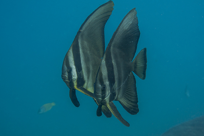 flying fish  esp. the Japanese flying fish, Cypselurus agoo  Underwater Swallowtail