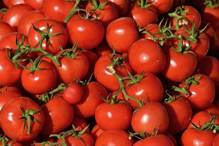 Red branch tomatoes (Solanum lycopersicum) in a heap, tomato, tomato plant, nightshade, love apple, paradise apple, golden apple, red fruit, berry, vegetable stall, market, market stall, Spain, Europe