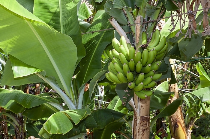Bananatree in the fruit growing area of Fajã dos Padres, Madeira, Portugal, Europe