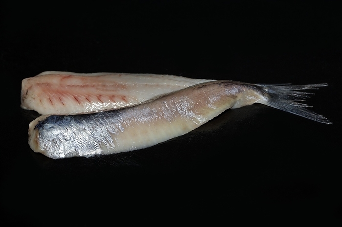 Freshly fermented fillet of Atlantic herring (Clupea harengus), Scheveningen, Netherlands