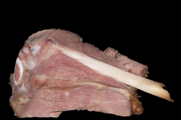 Cut roasted cured pork knuckle, studio photography with black background