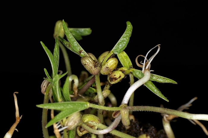 Blättersprießende (Vigna radiata) Mungobohnen, Studiofotografie mit schwarzem Hintergrund