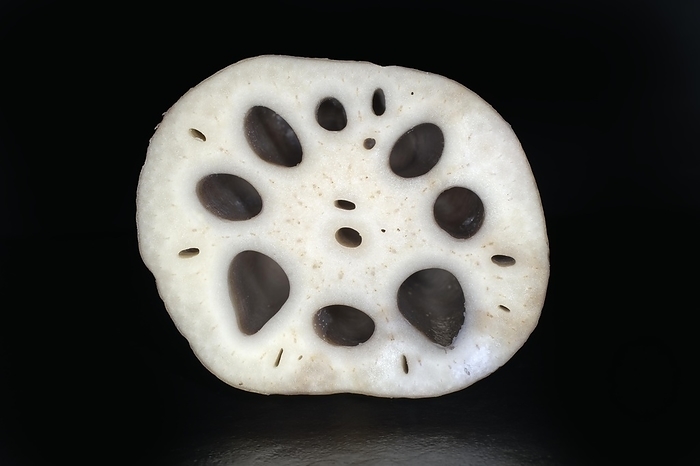 Sliced lotus root, food photography with black background