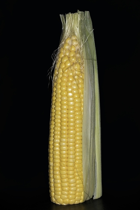Corn (Zea mays), corn corn cob with husk and corn beard, food photography with black background