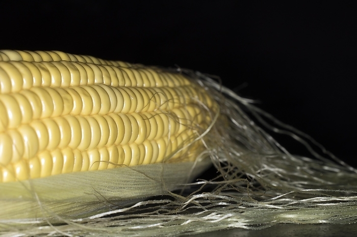 Corn (Zea mays), corn on the corn cob, food photography with black background
