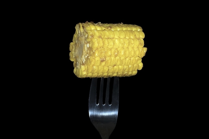 Butter fried hominy, corn (Zea mays) on the corn cob, stuck on a fork, food photography with black background