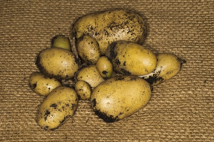Freshly harvested potatoes (Solanum tuberosum) with residual soil, food photography