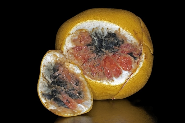 A grapefruit (Citrus × paradisi) infested with mould, studio photograph with black background