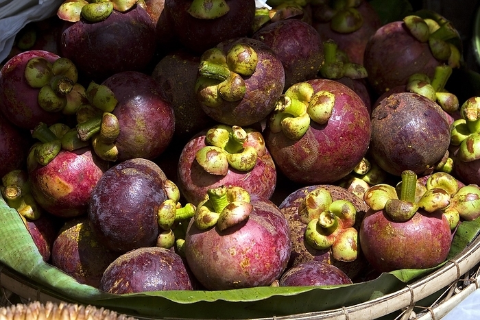 Mangosteen (Garcinia mangostana) exotic fruit in fruit bowl