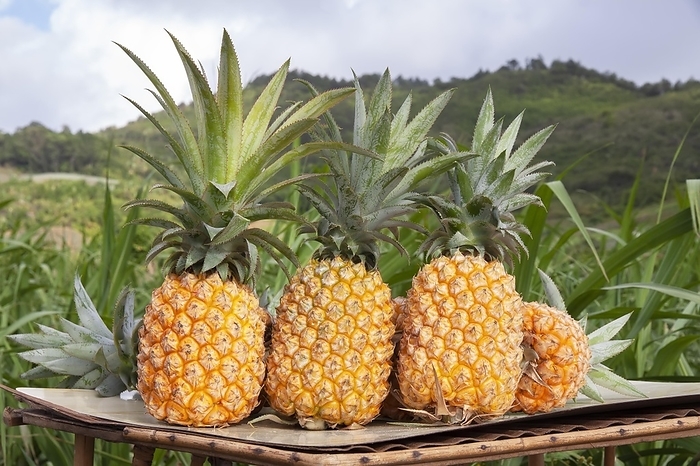 Freshly picked ripe pineapple, Mauritius, Africa
