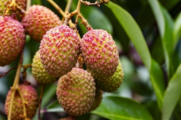 Organic lychee in orchard in Beau Bassin, Republic of Mauritius