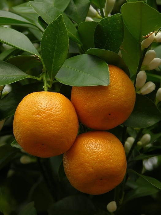 Mandarin oranges (Citrus reticulata) with blossom, ripe mandarins in the tree, tangerine, Tangerines with ripe tangerines in the tree, tangerine