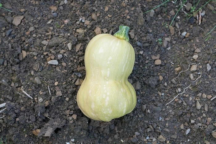 Musk squash (Cucurbita moschata), butternut just harvested lies on the ground in the garden, Velbert, Germany, Europe
