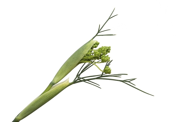 Unfurling flower umbel, seed fennel (Foeniculum vulgare), Switzerland, Europe