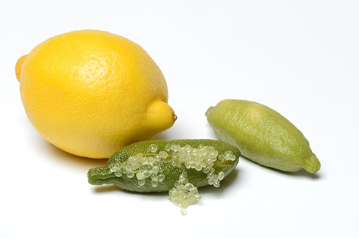 Australian finger lime (Microcitrus australasica) and lemon, finger lime, lime caviar, Germany, Europe