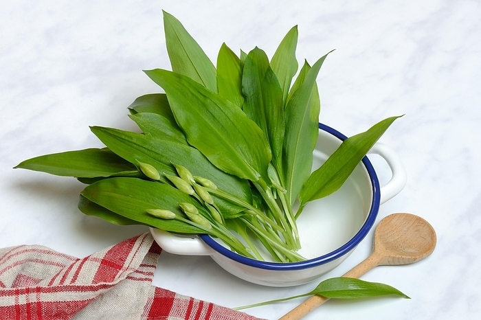 Wild garlic, wild garlic leaves and buds in peel and cooking spoon, Germany, Europe