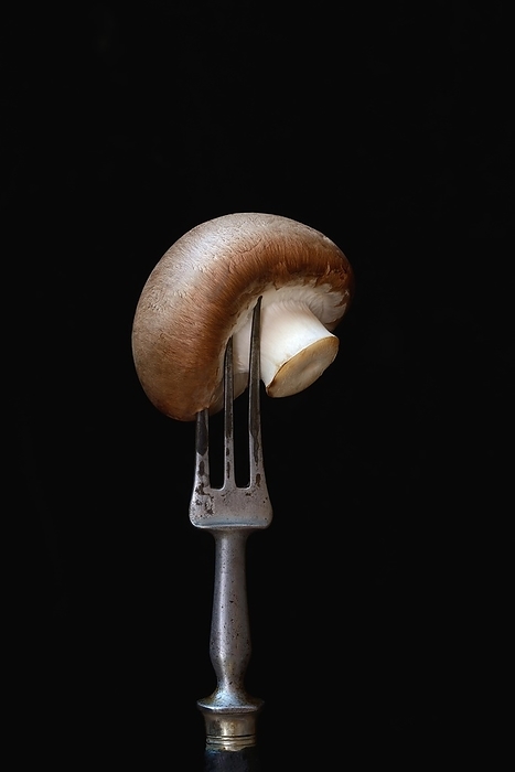 Brown cultivated mushroom on fork, Germany, Europe