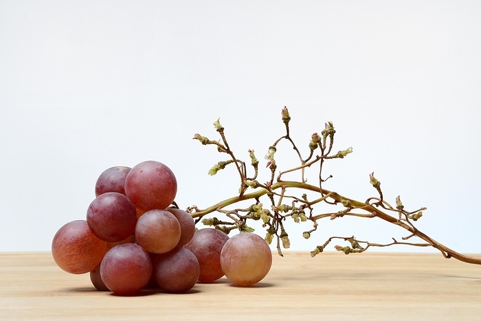 Red grape vine (Vitis vinifera), partly picked off