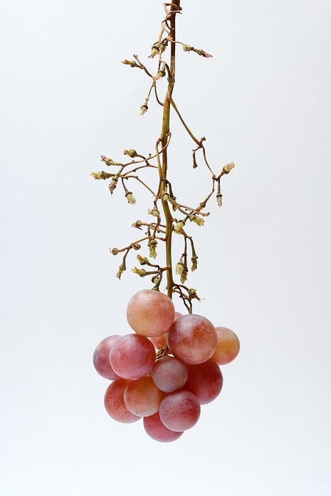 Red grape vine (Vitis vinifera) on panicle, partially picked, against light background
