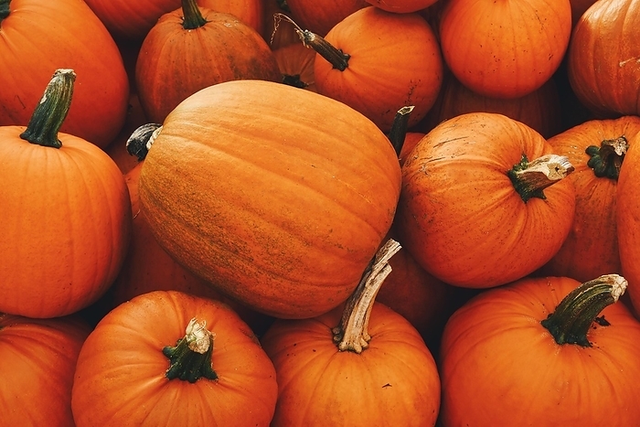 Top view of large orange Halloween 'Ghostride' pumpkins
