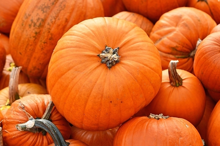 Large orange Halloween 'Ghostride' pumpkin in pile