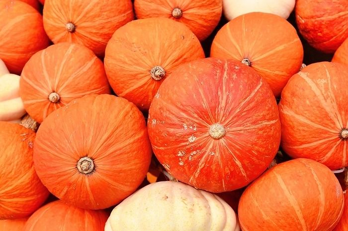Red Kuri Hokkaido squashes mixed with white pumpkins