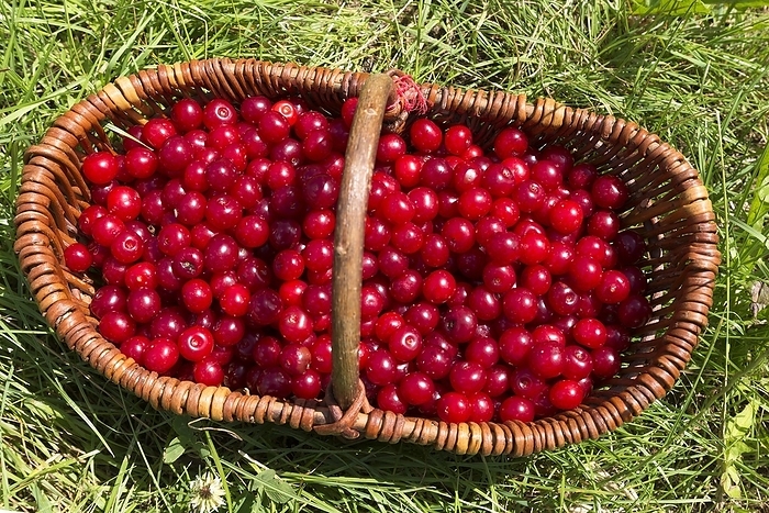 Freshly picked sour cherries in a basket, Franken, Germany, Europe